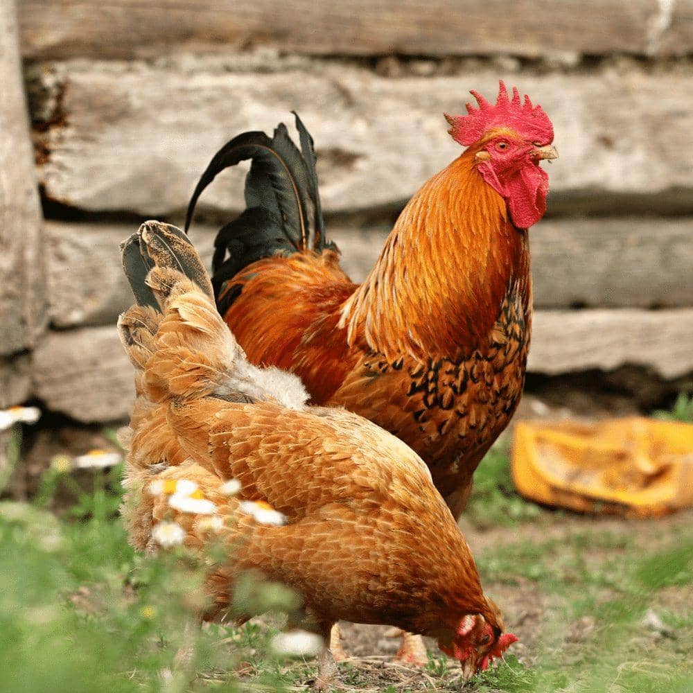 Live Desi Chickens & Chicks (Heritage Breeds) - Fresh Organic Desi Poultry Islamabad - View 1