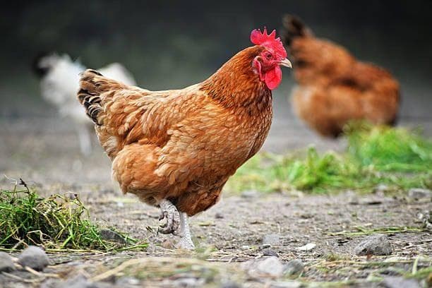 Organic Heritage Hen
