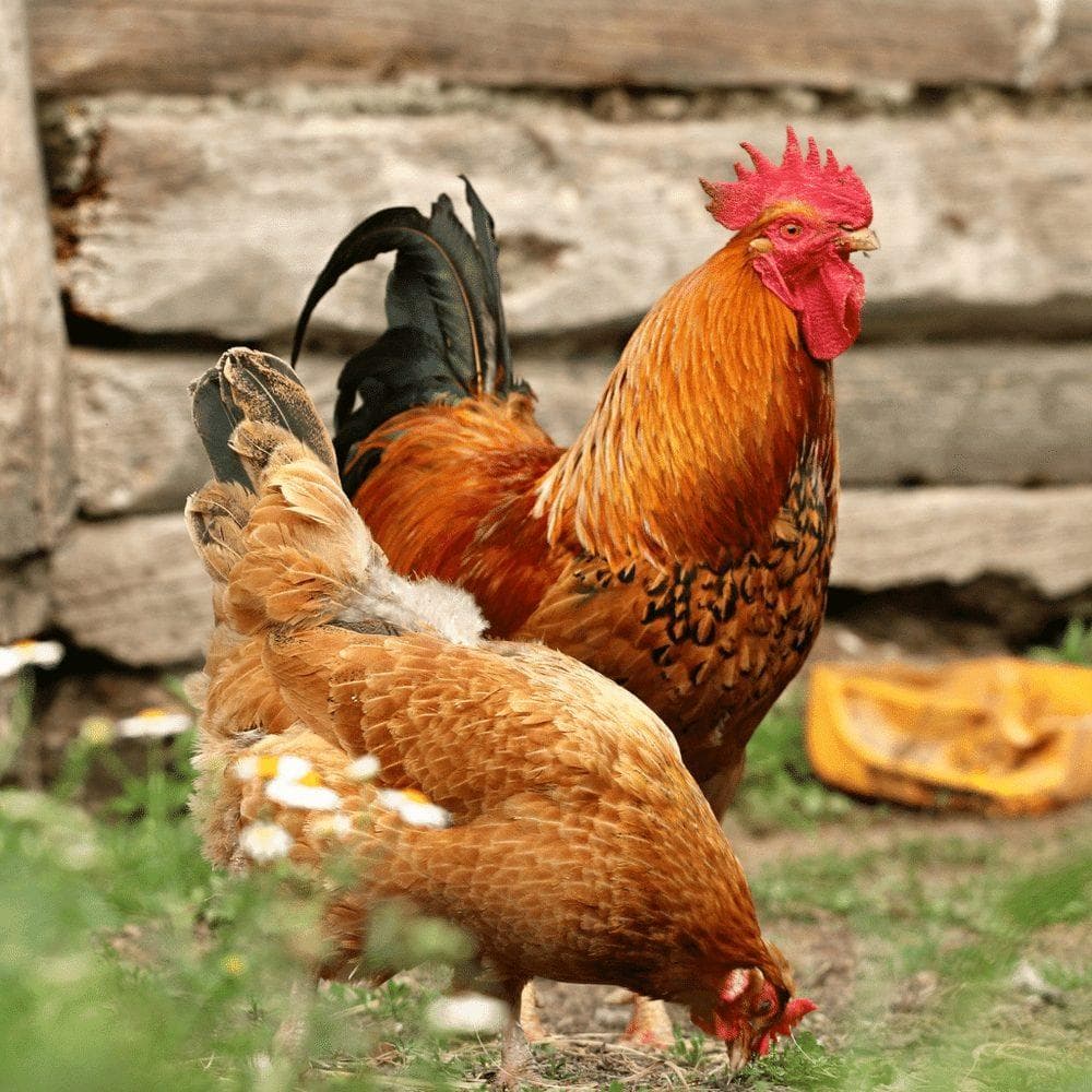Falah Farms Pasture-Raised Desi Organic Chicken & Rooster in Islamabad