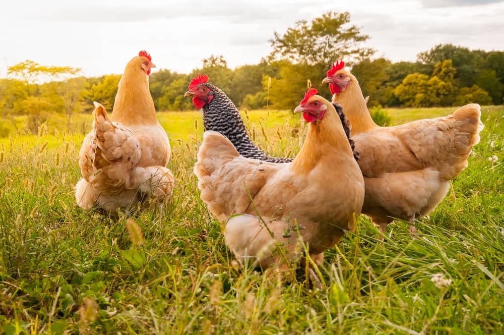 Falah Farms Free-Range Pakistani Desi Chickens Pasture